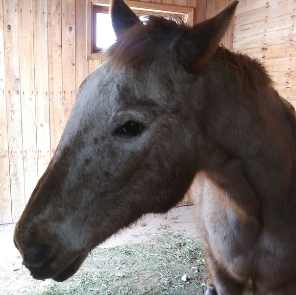 Meet your Posher, Stephanie - Picture 1 of 1